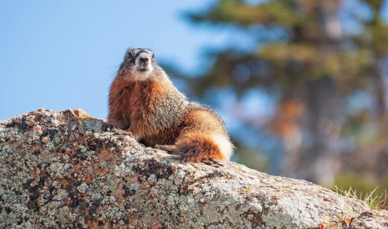 Murmeltier im Yellowstone National Park